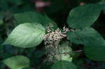 Canadian woodnettle